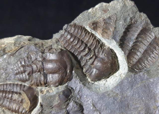 Ellipsocephalus hoffi (SCHLOTHEIM 1823) - Bild © FossNet FossilienStore